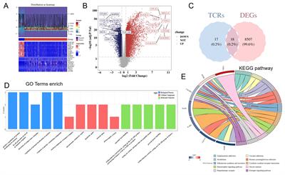 Prognostic modeling of hepatocellular carcinoma based on T-cell proliferation regulators: a bioinformatics approach